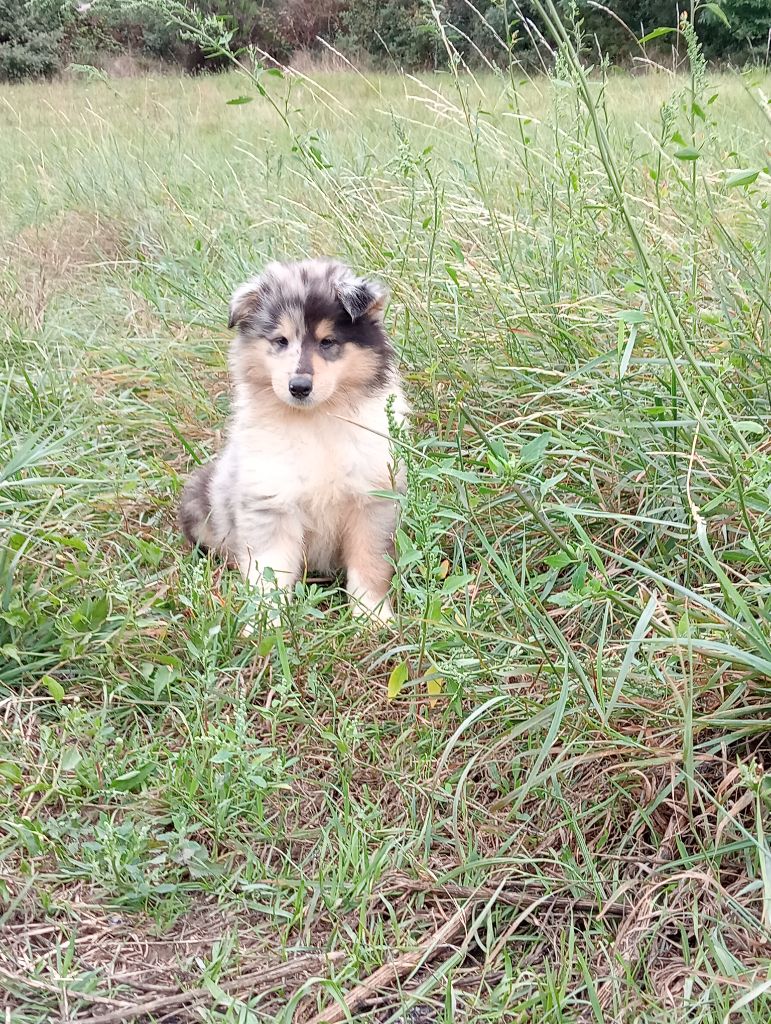 Des Vergers De Iacchos - Chiot disponible  - Colley à poil long