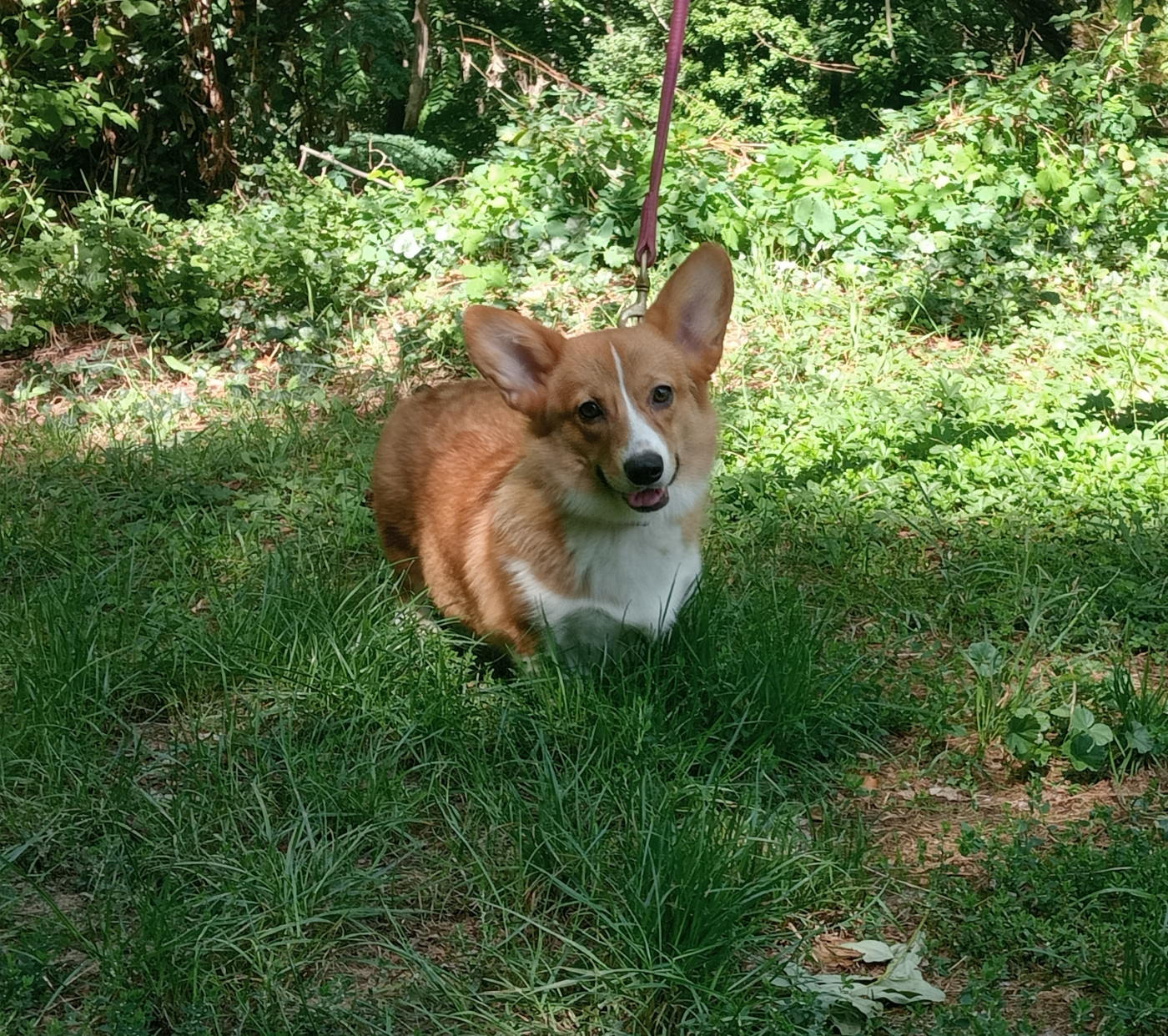 Une jeune corgi cherche sa nouvelle famille !