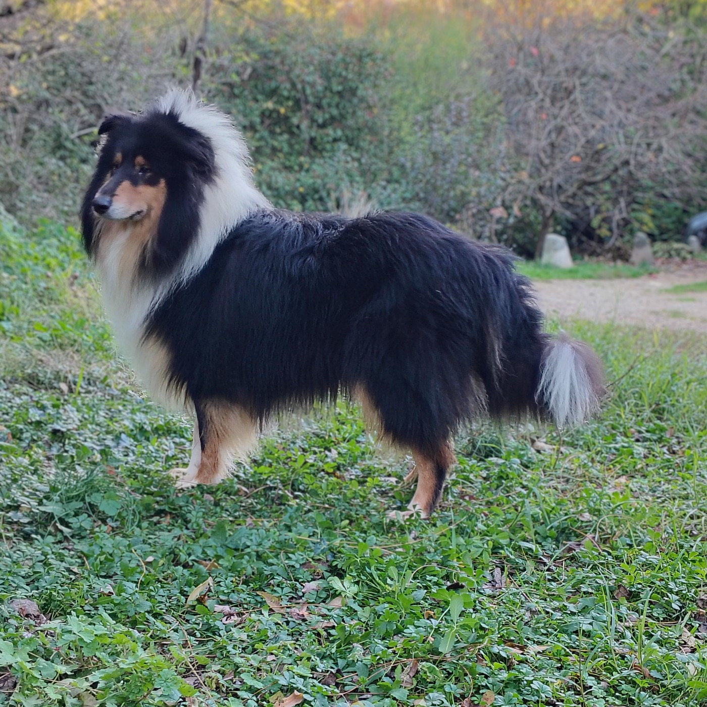 Cède superbe mâle tricolore de 2 ans