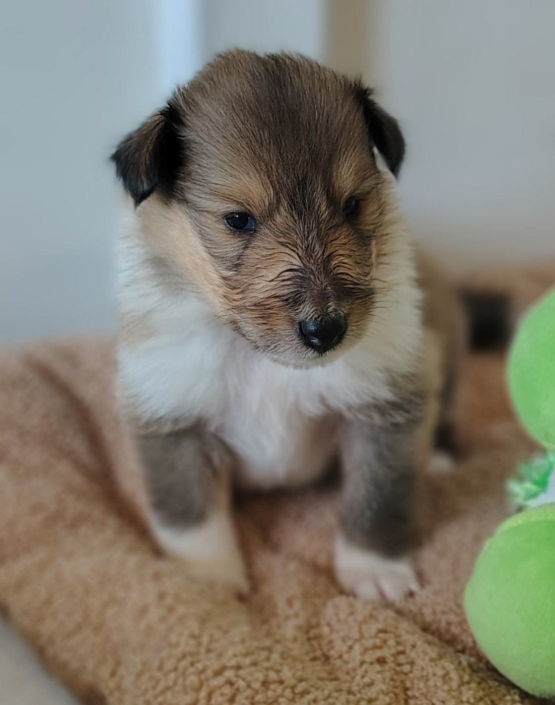 Des Vergers De Iacchos - Chiots disponibles - Colley à poil long