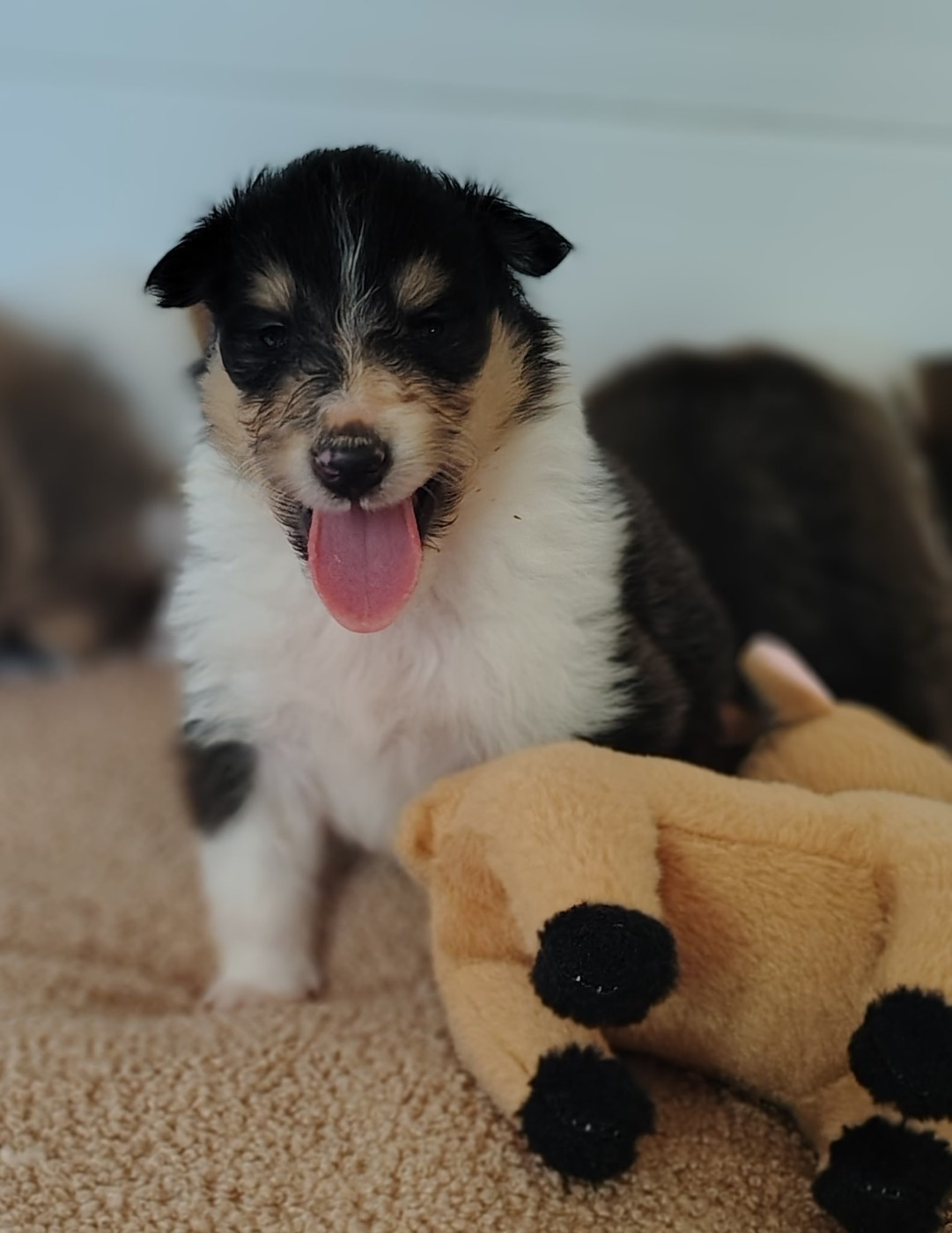 Des Vergers De Iacchos - Chiots disponibles - Colley à poil long