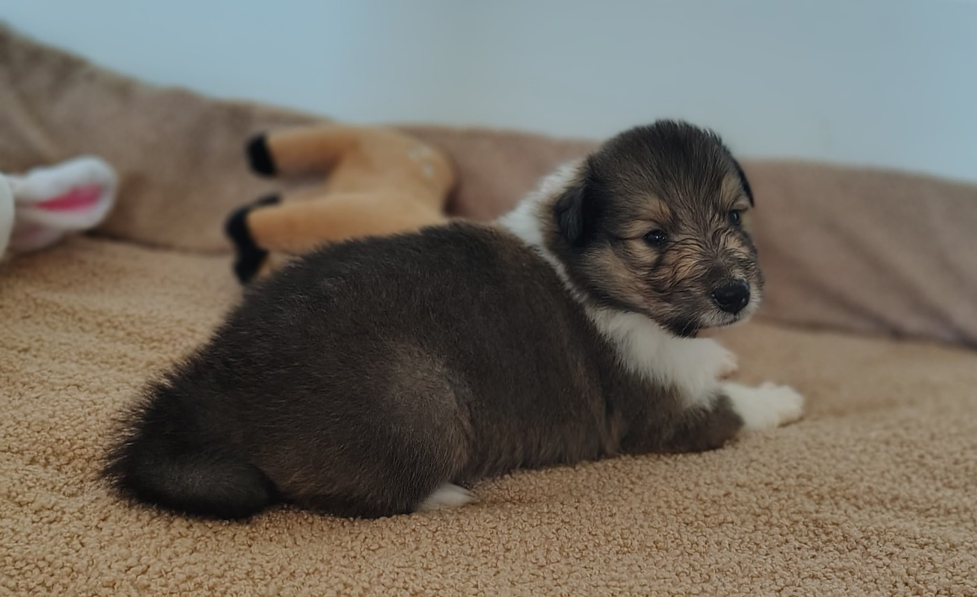 Des Vergers De Iacchos - Chiots disponibles - Colley à poil long