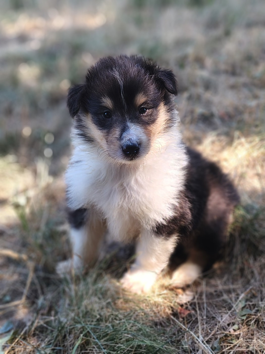 Des Vergers De Iacchos - Chiots disponibles - Colley à poil long
