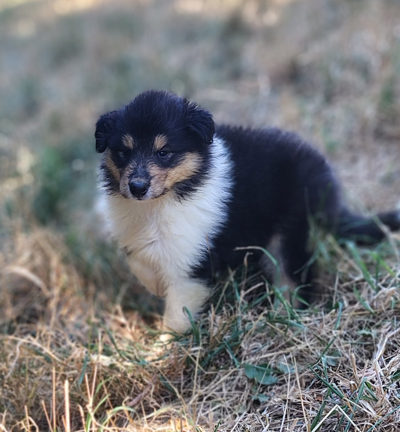 Des Vergers De Iacchos - Chiots disponibles - Colley à poil long