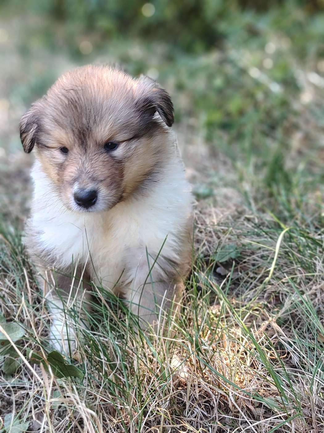 Des Vergers De Iacchos - Chiots disponibles - Colley à poil long