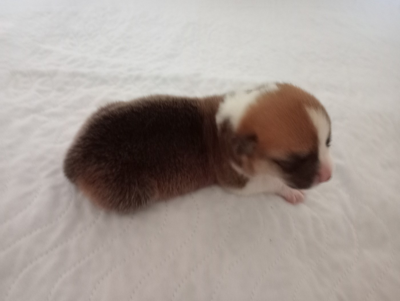 Des Vergers De Iacchos - Chiots disponibles - Welsh Corgi Pembroke