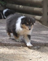 PASCHA